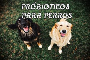 Probióticos para perros
